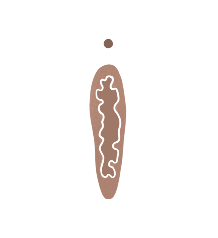 Hymenalsaum Illustration