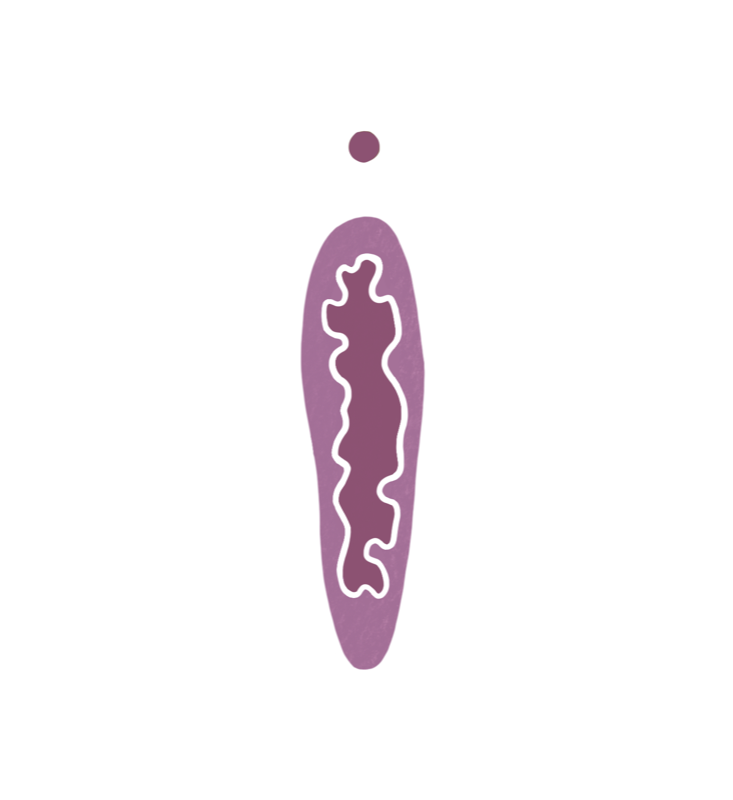 Hymenalsaum Illustration