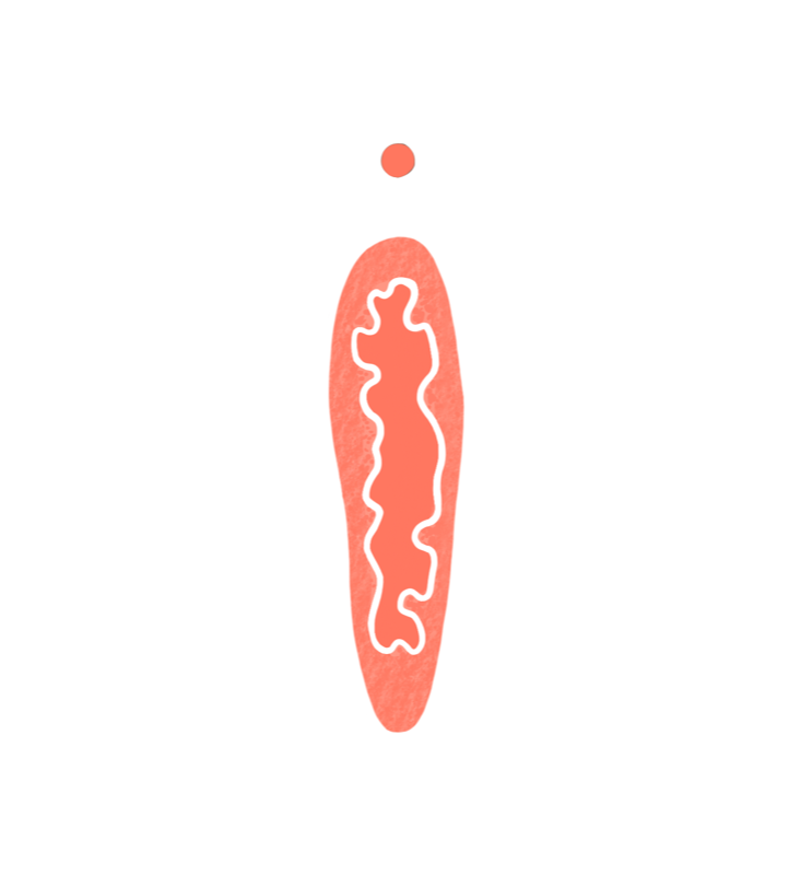 Hymenalsaum Illustration