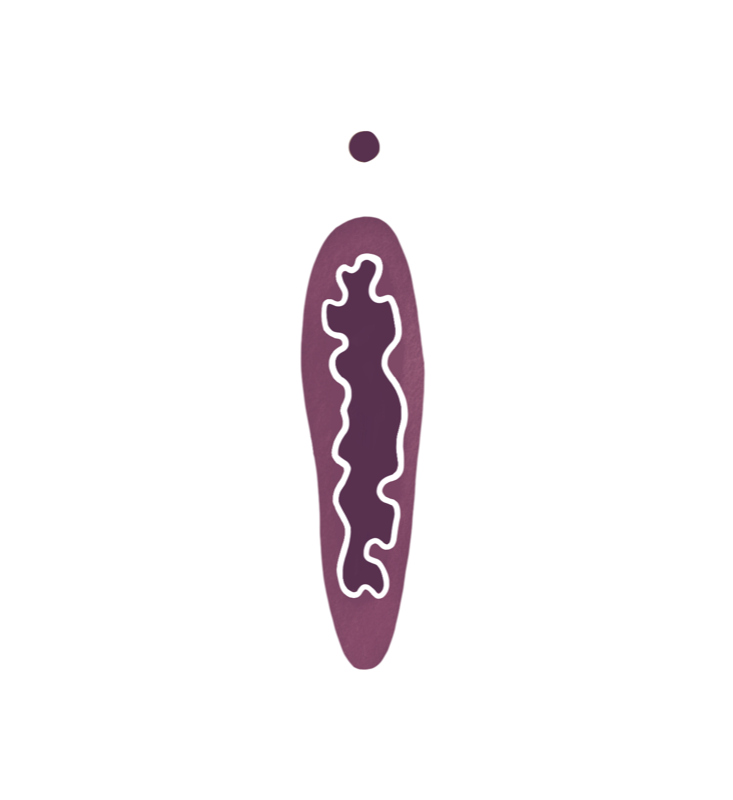 Hymenalsaum Illustration