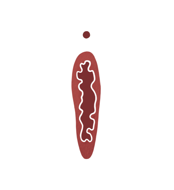 Hymenalsaum Illustration