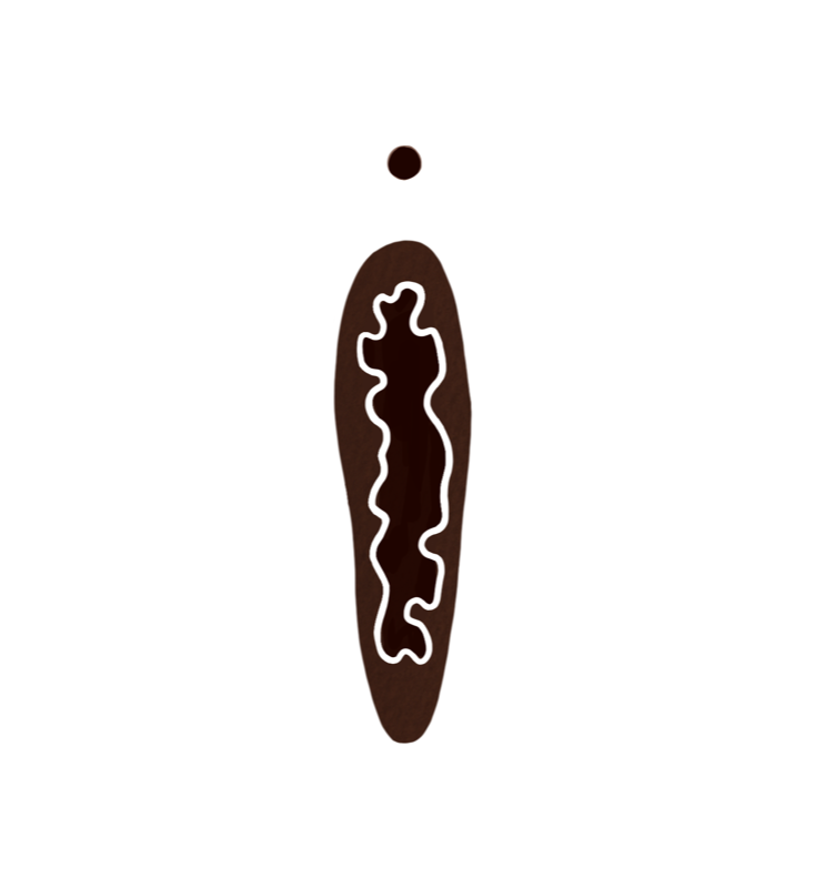 Hymenalsaum Illustration