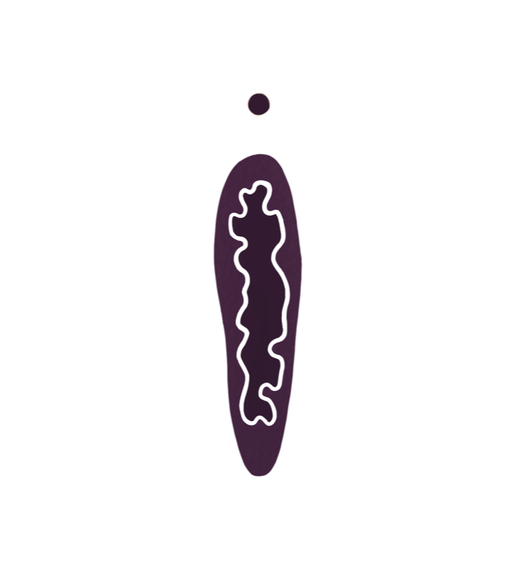 Hymenalsaum Illustration