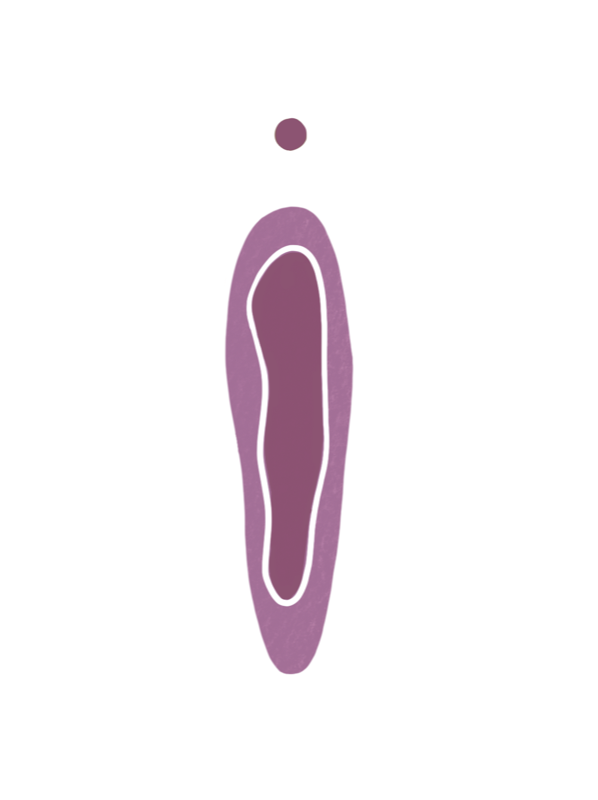 intaktes Hymen Illustration